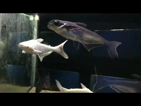 Žralok pangasius (Pangasianodon hypophthalmus) — species profil, akvárium a starostlivosť
