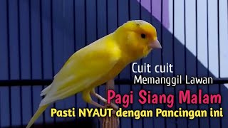 Download lagu Kenari gacor cuit cuit NgeroL Ngelagu, Pancingan kenari MALAS ❗, Masteran kenari paud belajar bunyi mp3