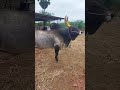 Great Kalayan Jallikattu Jallikattukalai Taminadu