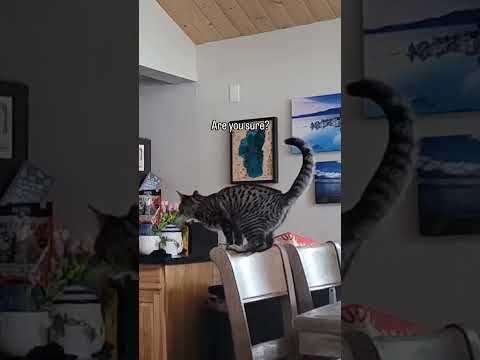 sometimes it takes a little pss pss persuasion! #cat