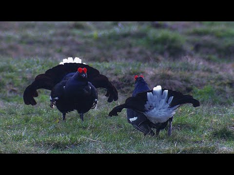 Hoher Freschen (CINEDOKU Vorarlberg)
