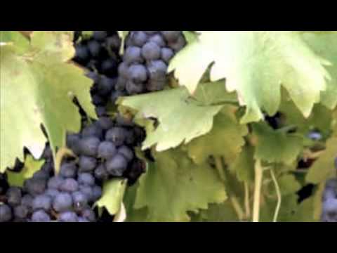 HypeMan Sage - grapevine dubout