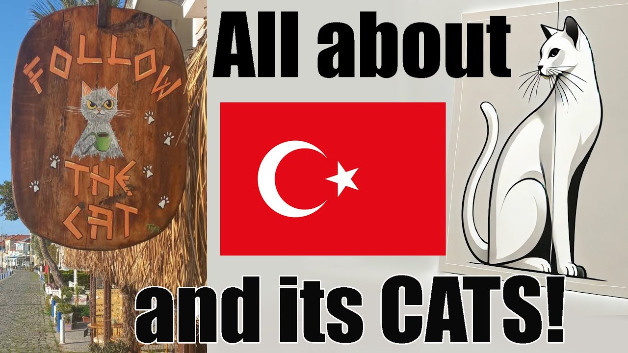 How Türkiye Became the Most Cat-Friendly Country in the World.