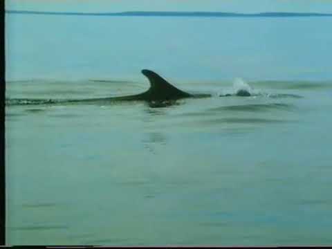 Expeditionen Ins Tierreich Mobby Dicks Vettern - Pal - ARD