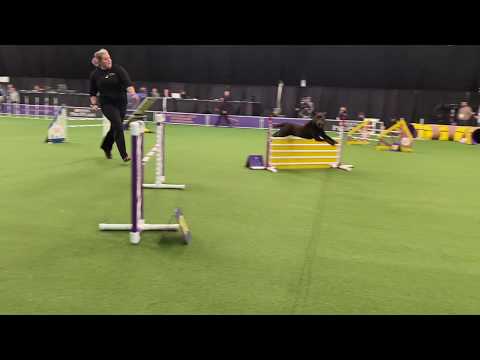 Black Labrador - Master Agility Championships - Westminster Kennel Club Dog Show Day 1