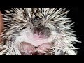 Funny Hedgehogs 🎇 Cute Hedgehogs [Funny Pets]