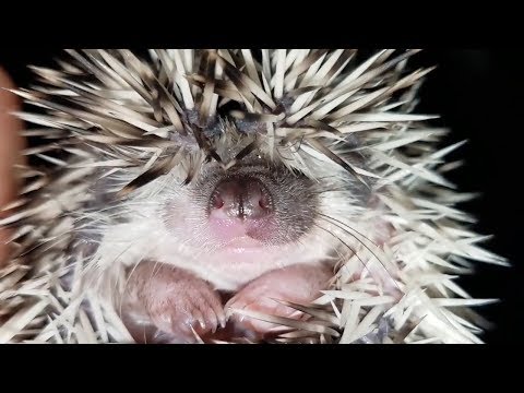 Hérissons rigolos hérissons mignons [animaux de compagnie rigolos].