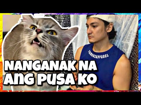 PERSIAN CAT GIVING BIRTH PHILIPPINES | MARKY MKIRANDA