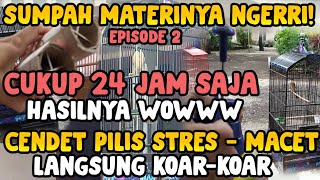 Download lagu The Secret to Caring for Cendet Pilis to Make it Sing Quickly! mp3