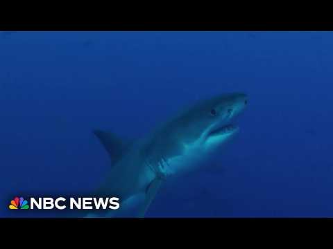 Shark sightings on the rise this summer