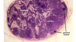 Lymphatic Tissue Data Show part 1