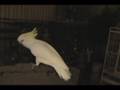 Snowball – Our Dancing Cockatoo