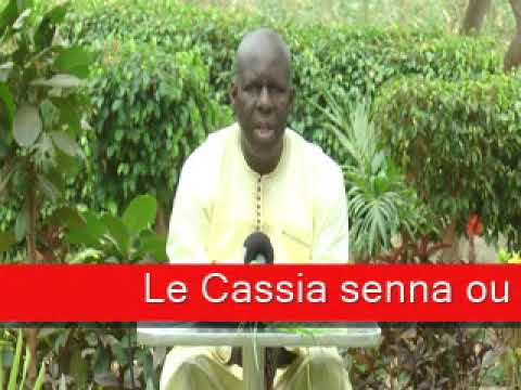 Sen wer gi yaram 557 Le Cassia senna ou "laydour"