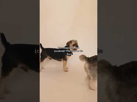 Can Dogs Eat Pork cooked ANSWERED