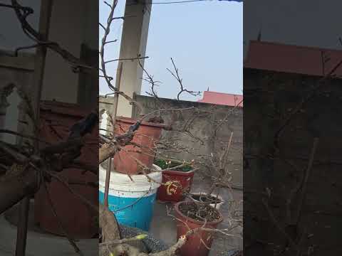 Mai vàng miền bắc sau 3 tuần lặt lá