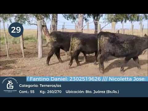 Lote M Y H - Bto Juárez Bs As