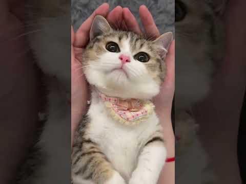 #TalkingCat #FunnyFeline #CatConversations #MeowAndTalk