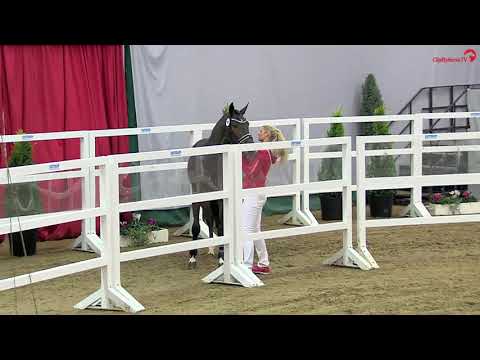 Forlee v. For Pleasure-Comme il faut, Körung Münster 2019