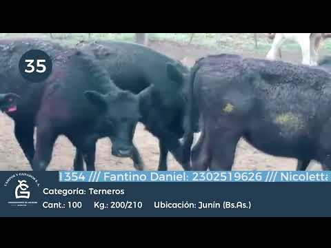 Lote Hembras - Junin Bs As