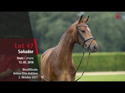 Online Elite-Auktion Lot 47 Soñador Stute v. Sir Heinrich - Fürst Piccolo