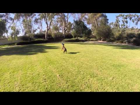 Khaleesi the Doberman - Frisbee Fetch