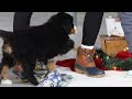 Bernese Mountain Dog dogs for sale: Karly - Video 1