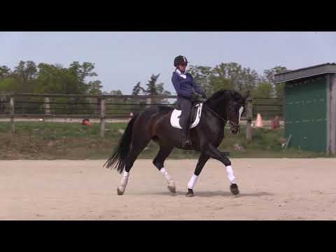 Traumstute von Foundation