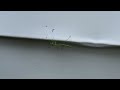 Found a Praying Mantis on Side of Home in Holmdel, NJ