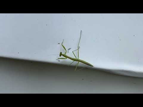 Found a Praying Mantis on Side of Home in Holmdel, NJ