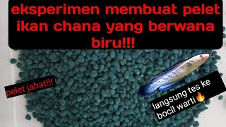 Download lagu eksperimen:membuat pelet ikan chana yang berwarna biru  #eksperimen #chanastewarti#chanabluepulcra mp3