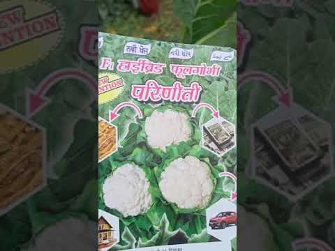 Cauliflower PARINEETI in Bihar