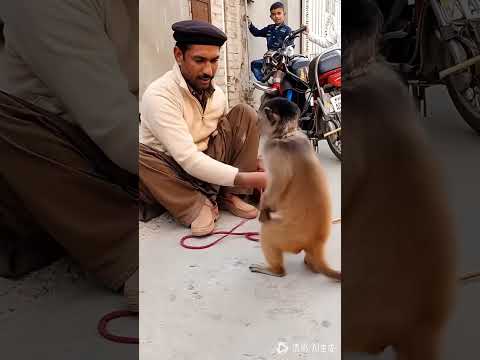 Street Monkey Can’t Stop Laughing with His Best Friend! 😂🙈