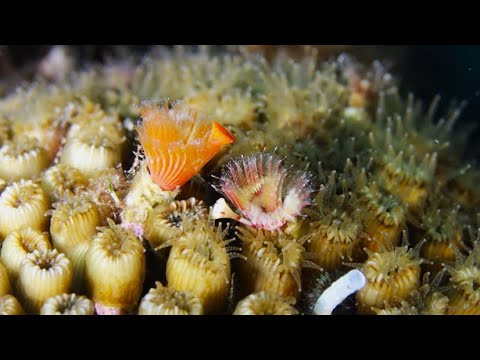 Serpula vermicularis
