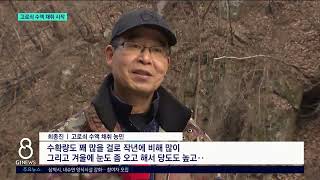 [G1뉴스]봄의 전령..고로쇠 수액 채취 시작