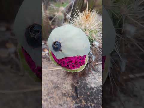 Cariús Ceará Brasil!!!, lindo fruto do xique xique.