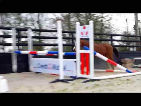 Dame Groom – Jument AQPS – Née en 2013 – Env.1m61 – Par Tiger Groom