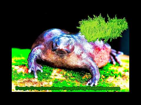 Purple Frog Invasion - Purplefrog Staphilococcus (Symphonic Frognoise)