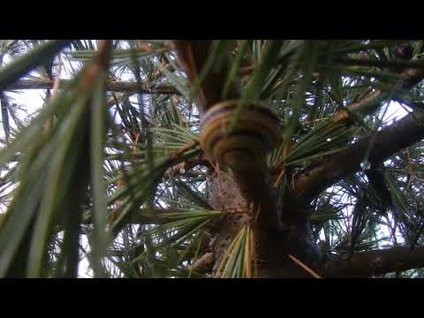 Young deodar / Mlada deodara