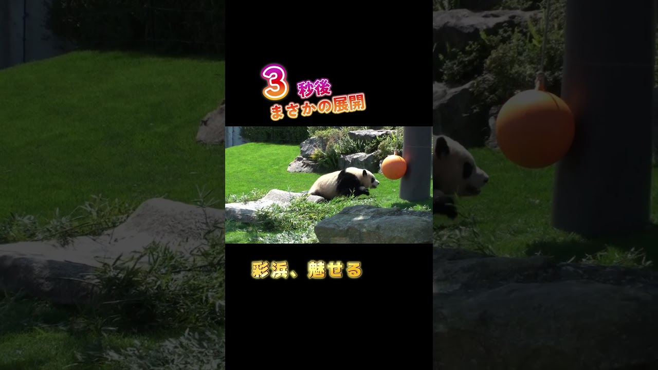 日本にパンダがいた日常｜タイヤで大暴れ彩浜