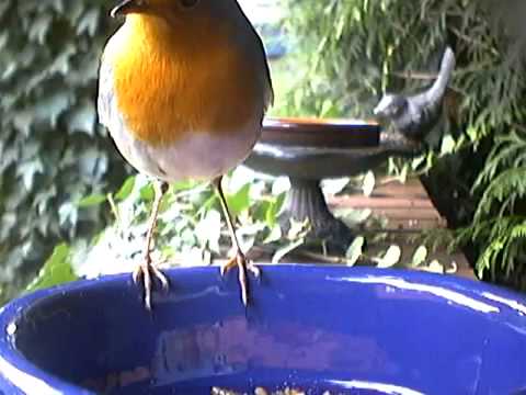 The European Robin ~ British Birds UK Red Breast eating mealworms