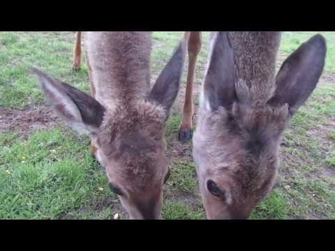 Ep 5:  Feeding my deer friends-Springtime:-) May 2017