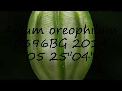 How to pronounce Allium oreophilum C396BG 2014 05 25"04" in Dutch?