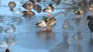 Cold Snap (nature photography)