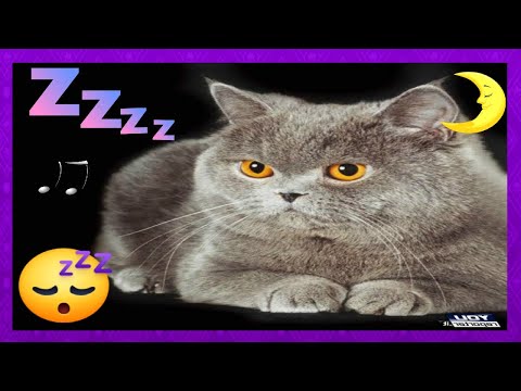 猫を一晩中寝かせる方法