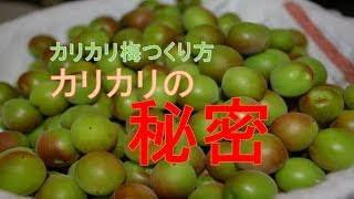 カリカリ梅のレシピ 2種 カリカリ梅の通常レシピと減塩されてたり甘酸っ Okwave カリカリ梅のレシピ 2種 カリカリ梅の通常レシピと減塩されてたり甘酸っ Okwave