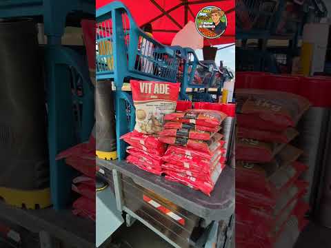 Feira de Animais de Abreu e Lima-PE #omelhordonordeste #cavalo