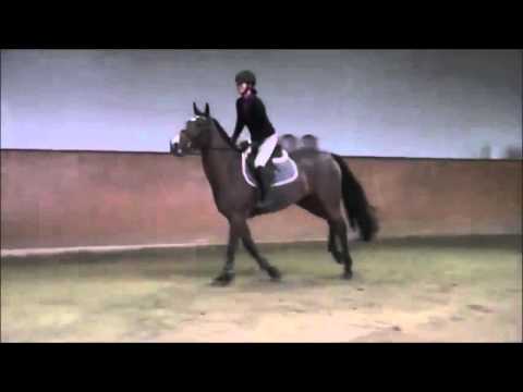 Hunter/EQ Prospect 6yo Mare by Lordanos x Grannus, won 130 cm class