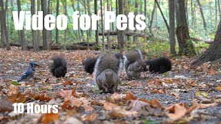 A Scurry of Squirrels and Forest Friends in Fall - 10 Hour Cat TV for Pets 🐱 - Oct 07, 2025