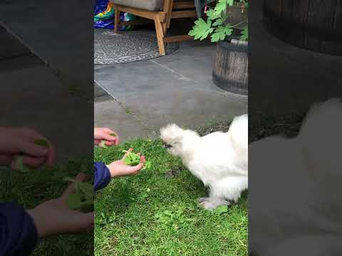 , title : 'CUTE! Silkie Chicken eats out of my hand 🥰 #shorts'