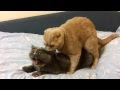Ridiculous cats mating (loud) Part II, HD Orysya & Emil